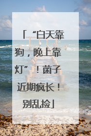 “白天靠狗，晚上靠灯”！菌子近期疯长！别乱捡