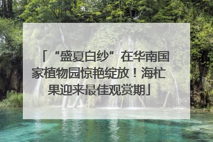 “盛夏白纱”在华南国家植物园惊艳绽放！海杧果迎来最佳观赏期