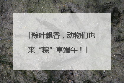 粽叶飘香，动物们也来“粽”享端午！