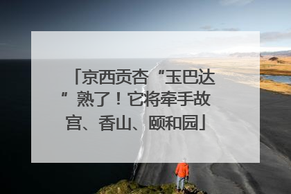 京西贡杏“玉巴达”熟了！它将牵手故宫、香山、颐和园