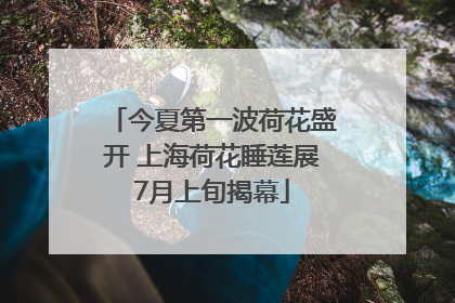 今夏第一波荷花盛开 上海荷花睡莲展7月上旬揭幕
