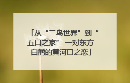 从“二鸟世界”到“五口之家” 一对东方白鹳的黄河口之恋