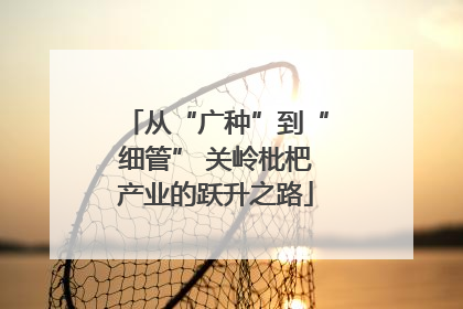 从“广种”到“细管” 关岭枇杷产业的跃升之路