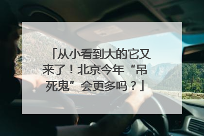 从小看到大的它又来了！北京今年“吊死鬼”会更多吗？