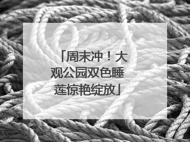 周末冲！大观公园双色睡莲惊艳绽放