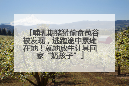 哺乳期猪獾偷食苞谷被发现，逃跑途中累瘫在地！就地放生让其回家“奶孩子”