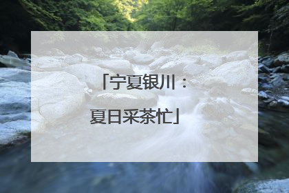 宁夏银川：夏日采茶忙