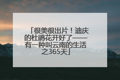 很美很出片！迪庆的杜鹃花开好了——有一种叫云南的生活之365天