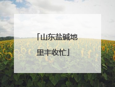 山东盐碱地里丰收忙