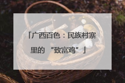 广西百色：民族村寨里的 “致富鸡”