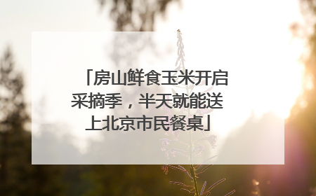 房山鲜食玉米开启采摘季，半天就能送上北京市民餐桌