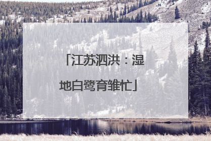 江苏泗洪：湿地白鹭育雏忙
