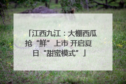 江西九江：大棚西瓜抢“鲜”上市 开启夏日“甜蜜模式”