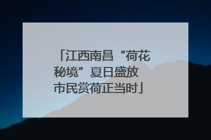 江西南昌“荷花秘境”夏日盛放 市民赏荷正当时