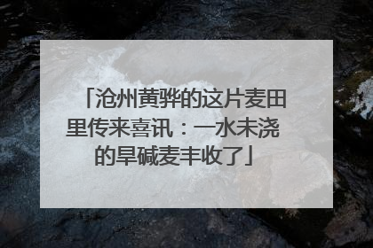 沧州黄骅的这片麦田里传来喜讯：一水未浇的旱碱麦丰收了