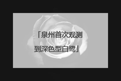 泉州首次观测到深色型白鹭