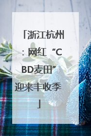 浙江杭州：网红“CBD麦田”迎来丰收季