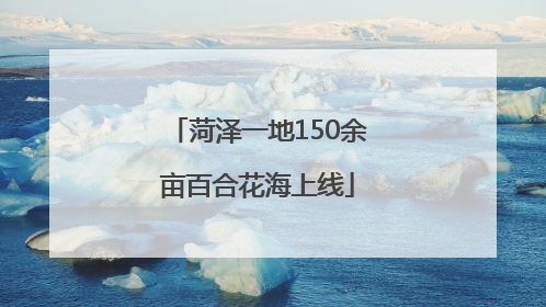 菏泽一地150余亩百合花海上线