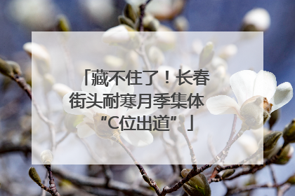 藏不住了！长春街头耐寒月季集体“C位出道”