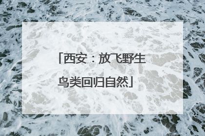 西安：放飞野生鸟类回归自然