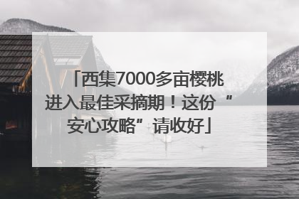 西集7000多亩樱桃进入最佳采摘期！这份“安心攻略”请收好