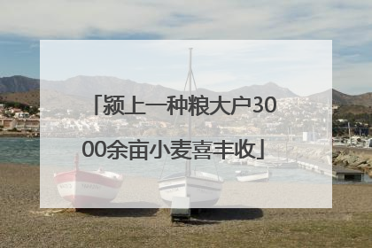 颍上一种粮大户3000余亩小麦喜丰收